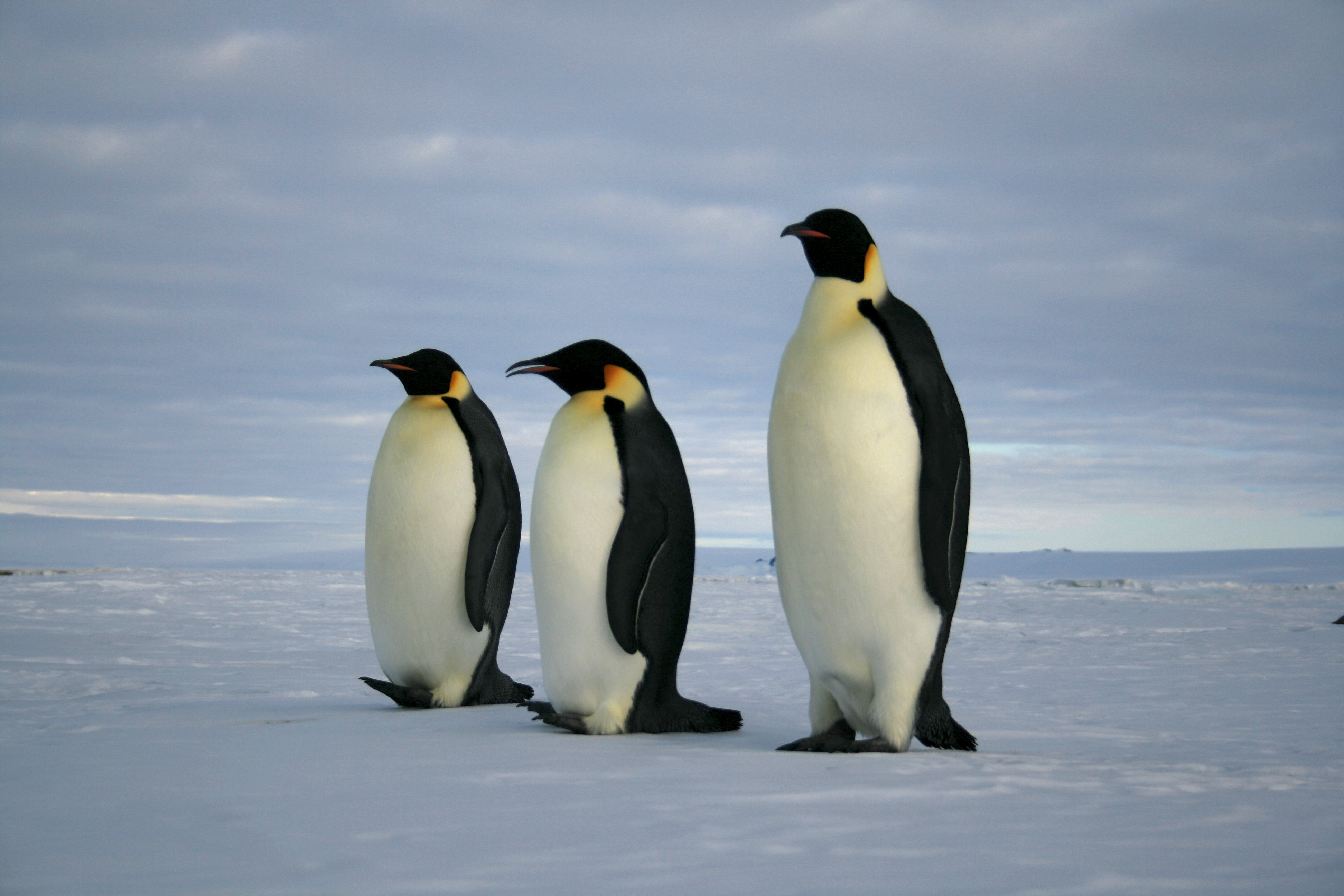 Emperor penguins on Antarctic ice